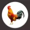 Rooster Crowing Sounds
