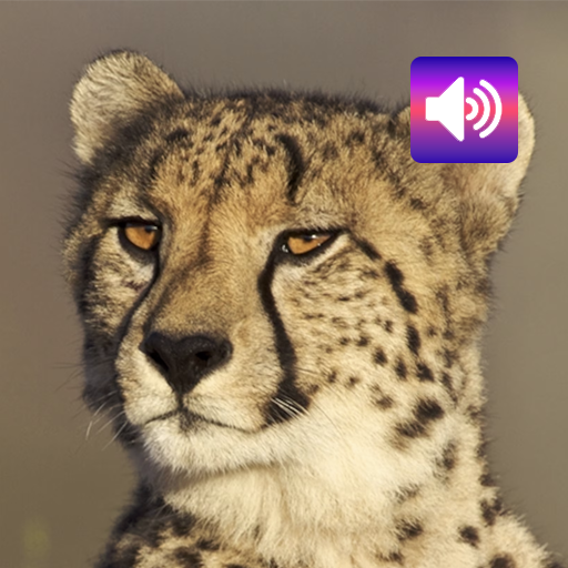 Cheetah: Sounds & Ringtones