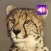 Cheetah: Sounds & Ringtones