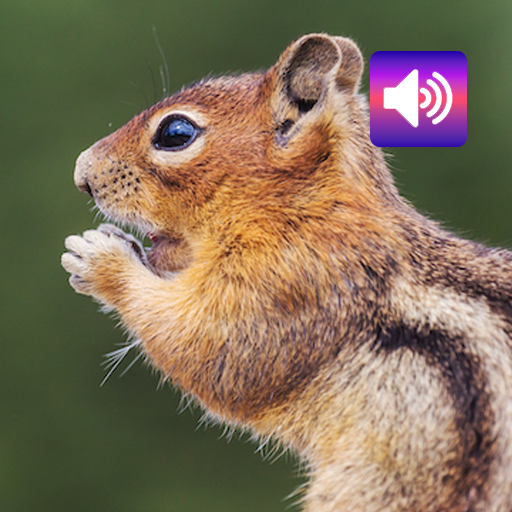 Chipmunk: Sounds & Ringtones