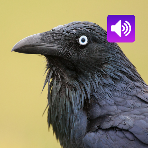 Crow Bird: Sound & Ringtones Crow Bird: Sound & Ringtones