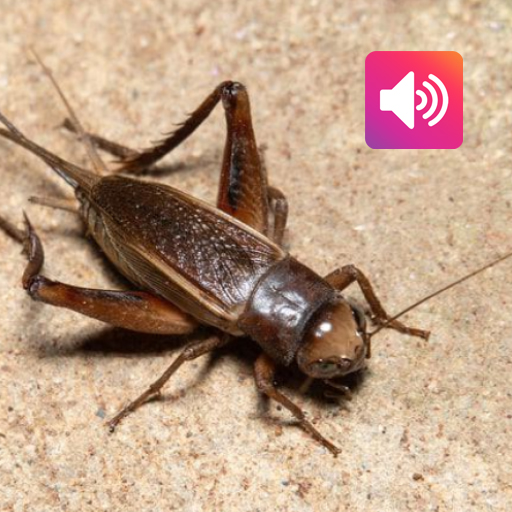 Cricket: Sounds & Ringtones
