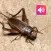 Cricket: Sounds & Ringtones