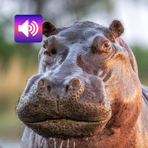 Hippo: Sounds & Ringtones Hippo: Sounds & Ringtones