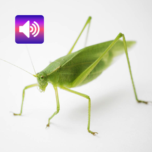 Katydid: Sounds & Ringtones