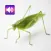 Katydid: Sounds & Ringtones