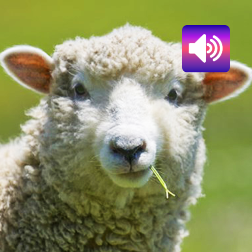 Sheep: Sounds & Ringtones