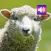 Sheep: Sounds & Ringtones