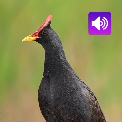 Watercock Bird: Sound,Ringtone Watercock Bird: Sound,Ringtone