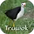 suara pikat burung truwok