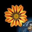 Web Images