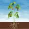 Advanced Plants HD