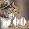 Hunting Calls: Squirrel
