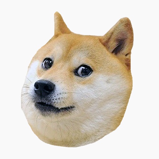 Shiba Dog's Head Shiba Dog's Head