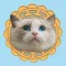 Mooncake the Ragdoll