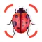 Insect identification ·