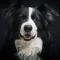 Border Collie HQ High Quality