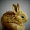 Bunny HQ - High Quality Buns