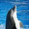 Dolphin HQ - High Quality Pics