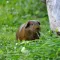 Guinea Pig HQ - High Quality