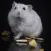 Hamster HQ - High Quality Hams