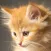 Animal Sounds Simple App