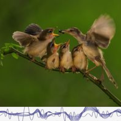suara pikat burung ciblek