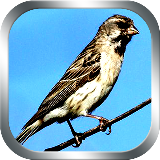 Masteran Burung Blackthroat Masteran Burung Blackthroat