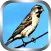 Masteran Burung Blackthroat