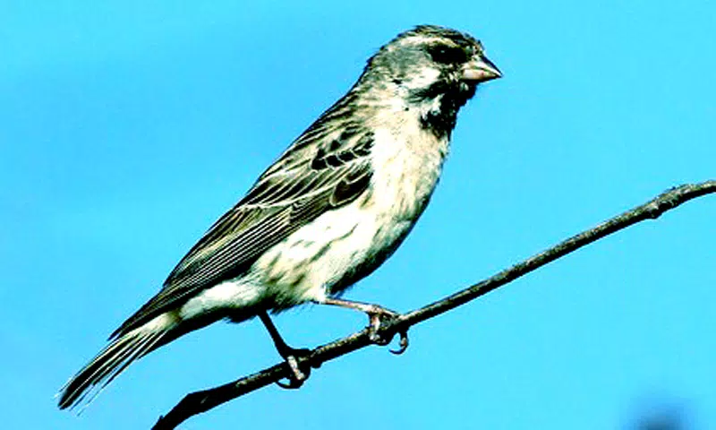 Zrzuty ekranu Masteran Burung Blackthroat