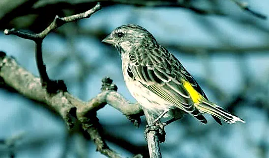 Zrzuty ekranu Masteran Burung Blackthroat