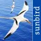 All Birds PR -> Antigua