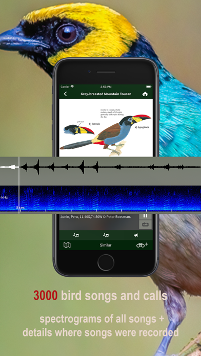 All Birds Northern Peru Screenshots