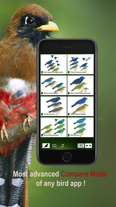 All Birds Northern Peru Screenshots
