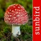 Pilze Sammeln + Bestimmen