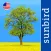 Tree Id USA - identify over 1000 of America's native species of Trees, Shrubs and Bushes