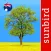 Tree Id Australia - Sydney's Urban Trees & Shrubs