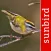Vogel Id Schweiz