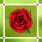 Flower Merge