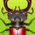 Forest Bugs - full version