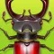 Forest Bugs - full version