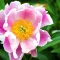 Armitage’s Great Garden Plants