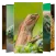 Lizard Wallpapers and Backgrou