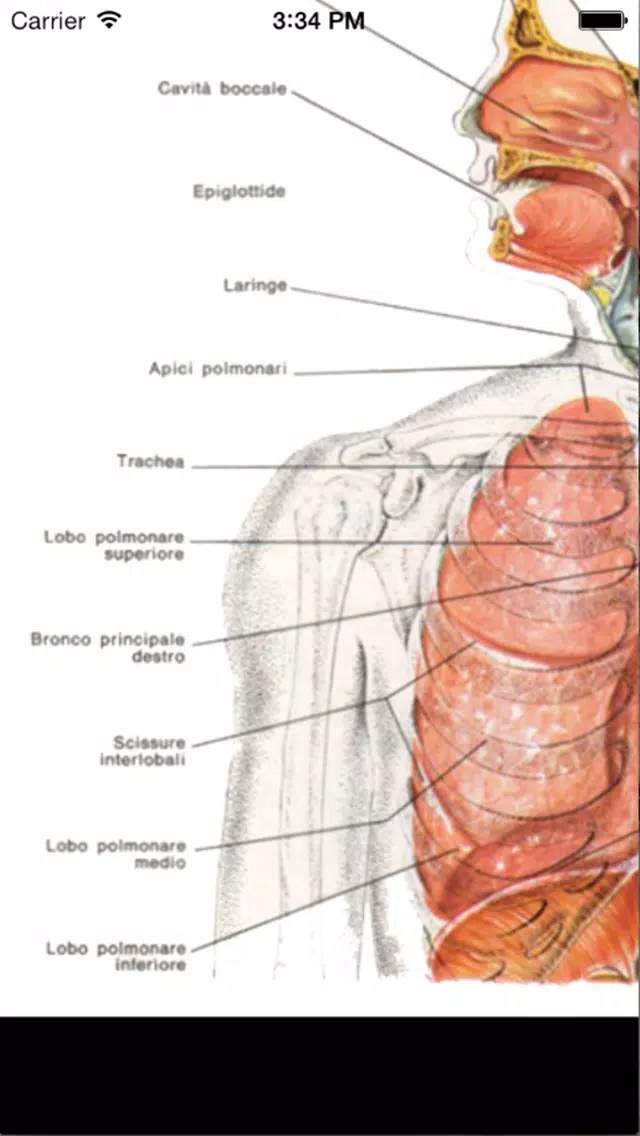 Enciclopedia dell'ANATOMIA - FREE Screenshots