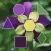 ColorHints Mosaic