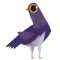 Trash Doves