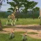 Cardiac Coherence: Safari