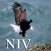 Psalm Daily Quotes NIV