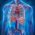 Human Anatomy Position