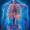 Human Anatomy Position